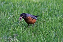 American Robin